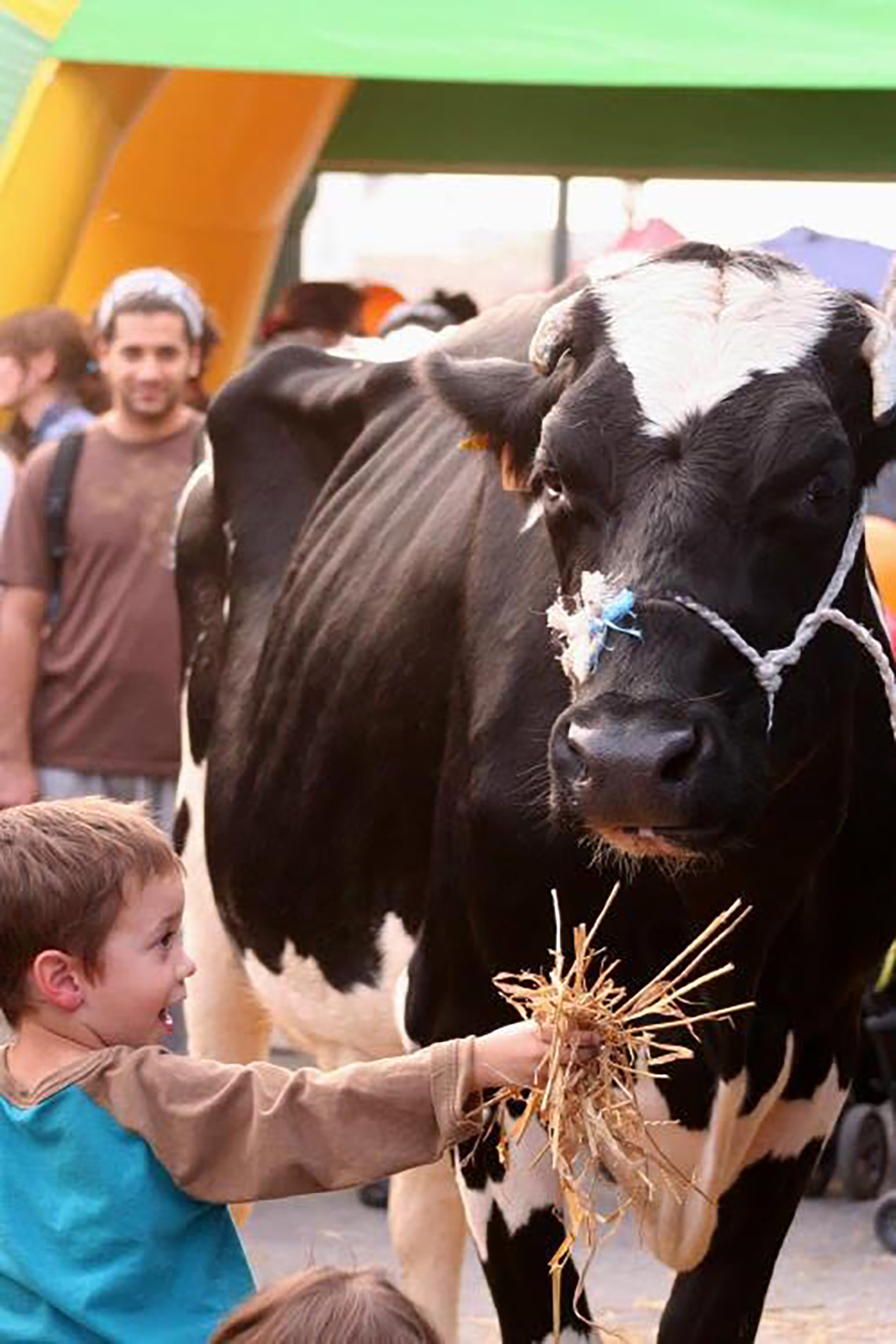 La ferme en ville : un enfant donne une poignée de paille à une vache laitière.