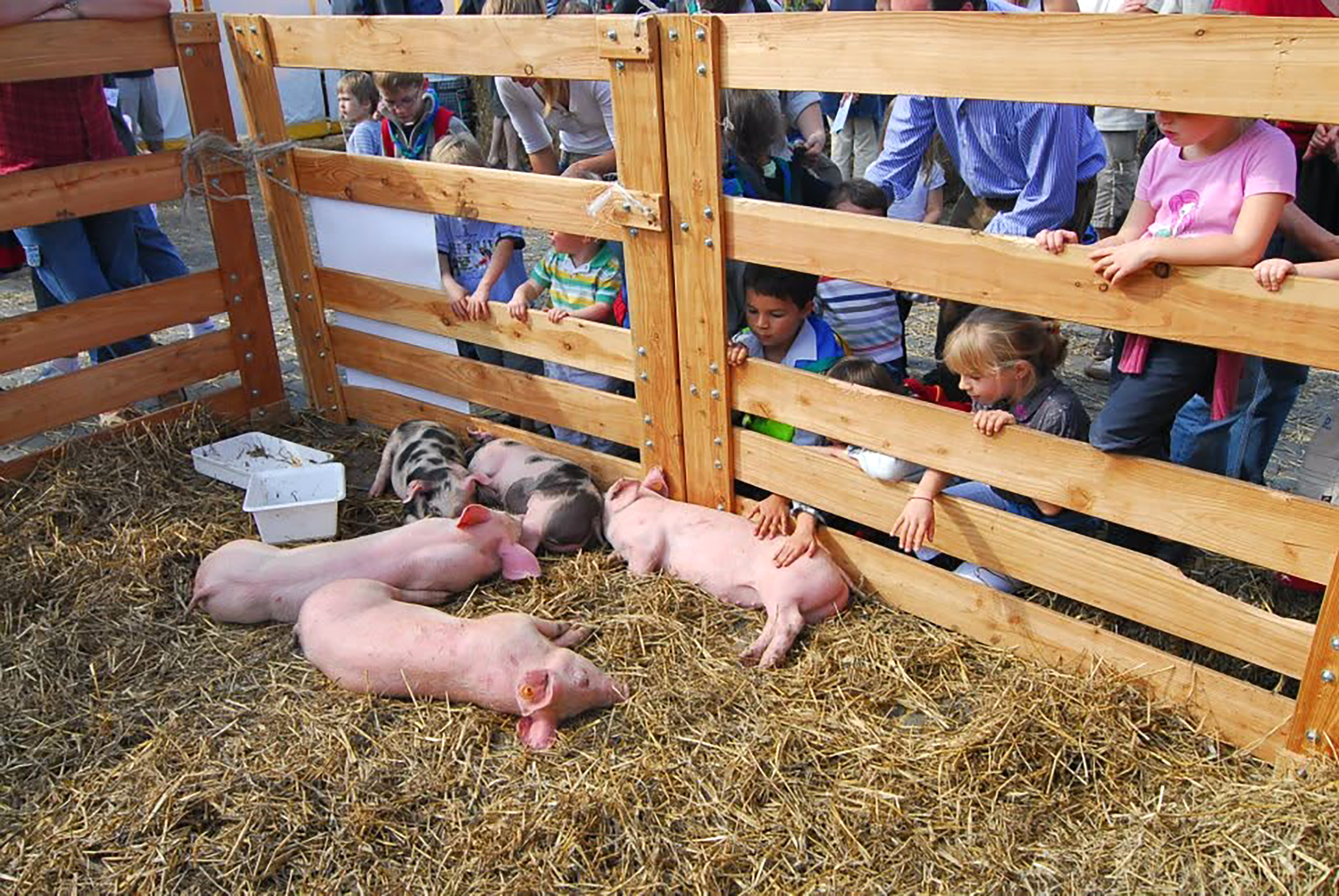 L'enclos des porcelets, l'une des attractions les plus suivies par les enfants.